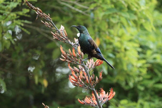 Tui sitting in tree